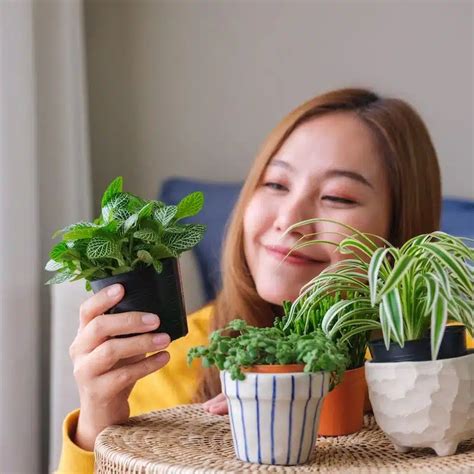 植物盆栽|香港大型觀葉植物專門店 